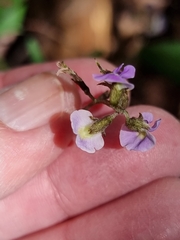 Glycine clandestina