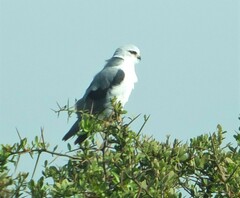 Elanus caeruleus caeruleus