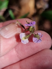 Glycine clandestina