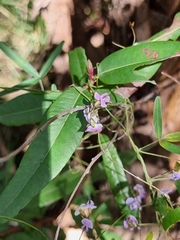 Glycine clandestina