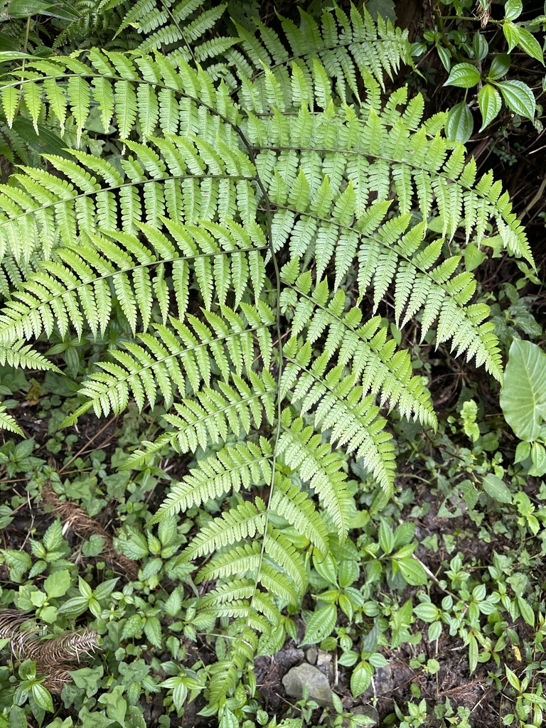 Diplazium laxifrons (Diplazium laxifrons)