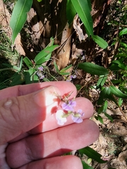 Glycine clandestina