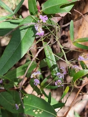 Glycine clandestina