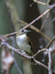 Cyornis umbratilis