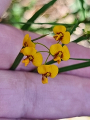 Daviesia wyattiana