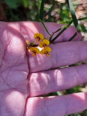 Daviesia wyattiana