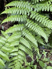 Diplazium laxifrons