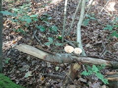 Polyporus tuberaster