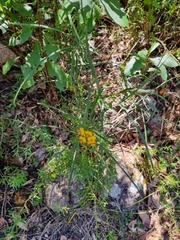 Daviesia wyattiana