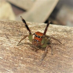 Prostheclina pallida