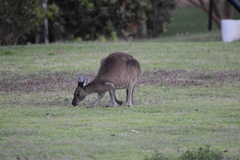 Macropus fuliginosus