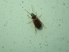 Trechus quadristriatus