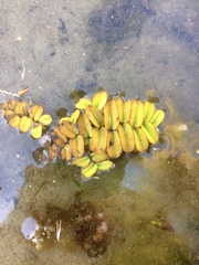Salvinia natans