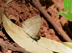 Paryphthimoides poltys