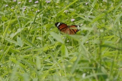 Danaus genutia