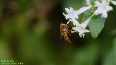 Episyrphus balteatus