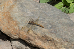 Diplacodes haematodes