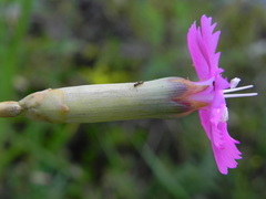 Dianthus longicaulis