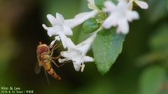 Episyrphus balteatus