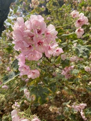 Dombeya burgessiae