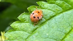 Diekeana admirabilis