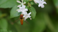 Episyrphus balteatus