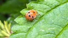 Diekeana admirabilis