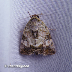 Blenina quinaria