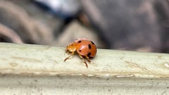 Diekeana admirabilis