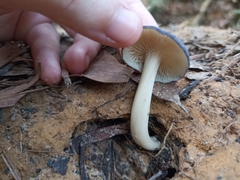 Entoloma burkilliae