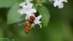 Episyrphus balteatus