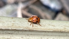 Diekeana admirabilis