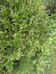 Ohwia caudata