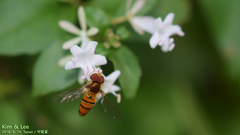 Episyrphus balteatus