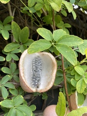 Akebia