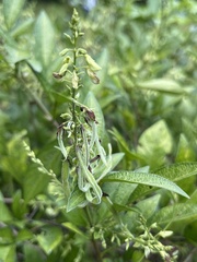 Ohwia caudata