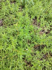 Gratiola officinalis