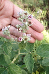 Rubus rigidus