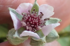 Rubus rigidus