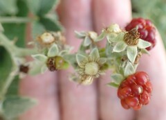 Rubus rigidus