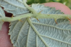 Rubus rigidus