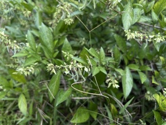Ohwia caudata