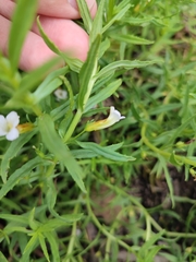 Gratiola officinalis