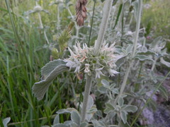 Marrubium incanum