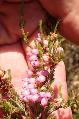Erica gracilis