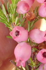 Erica gracilis