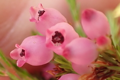 Erica gracilis