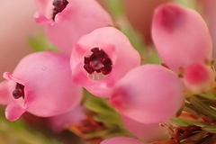 Erica gracilis