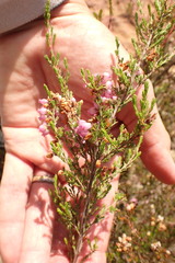 Erica gracilis
