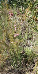 Erica gracilis